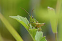 BUITEN BEELD Foto: 36084