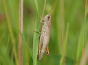 BUITEN BEELD Foto: 36085