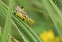 BUITEN BEELD Foto: 36087