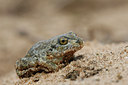 BUITEN BEELD Foto: 36096