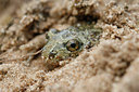 BUITEN BEELD Foto: 36097