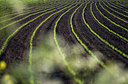 BUITEN BEELD Foto: 36120