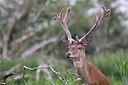 BUITEN BEELD Foto: 36184