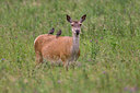 BUITEN BEELD Foto: 36198