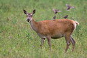 BUITEN BEELD Foto: 36199