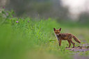 BUITEN BEELD Foto: 36206