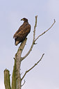BUITEN BEELD Foto: 36210