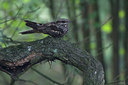BUITEN BEELD Foto: 36259