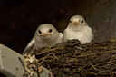 BUITEN BEELD Foto: 36276