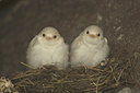 BUITEN BEELD Foto: 36278