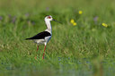 BUITEN BEELD Foto: 36312