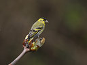BUITEN BEELD Foto: 36313