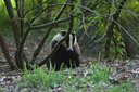BUITEN BEELD Foto: 36315