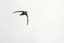 BUITEN BEELD Foto: 36329