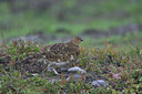 BUITEN BEELD Foto: 36352