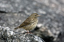 BUITEN BEELD Foto: 36357