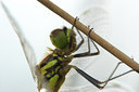 BUITEN BEELD Foto: 36377
