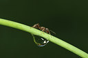 BUITEN BEELD Foto: 36380