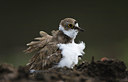 BUITEN BEELD Foto: 36425
