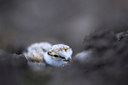 BUITEN BEELD Foto: 36437