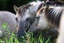 BUITEN BEELD Foto: 36453