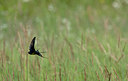 BUITEN BEELD Foto: 36535