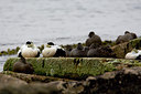 BUITEN BEELD Foto: 36547