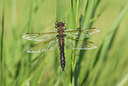 BUITEN BEELD Foto: 36554