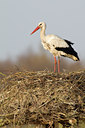 BUITEN BEELD Foto: 36640