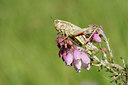 BUITEN BEELD Foto: 36665