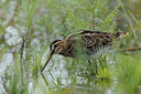 BUITEN BEELD Foto: 36671