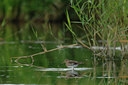 BUITEN BEELD Foto: 36672