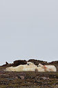BUITEN BEELD Foto: 36784