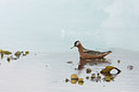 BUITEN BEELD Foto: 36787
