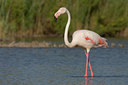 BUITEN BEELD Foto: 36799