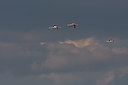 BUITEN BEELD Foto: 36801