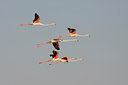 BUITEN BEELD Foto: 36805