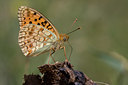 BUITEN BEELD Foto: 36846