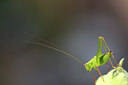BUITEN BEELD Foto: 36848
