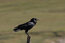 BUITEN BEELD Foto: 36858