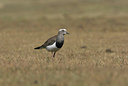 BUITEN BEELD Foto: 36861