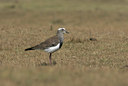 BUITEN BEELD Foto: 36862