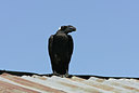 BUITEN BEELD Foto: 36871