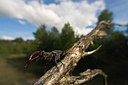 BUITEN BEELD Foto: 36916