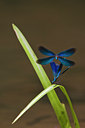 BUITEN BEELD Foto: 36931