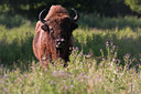 BUITEN BEELD Foto: 36935