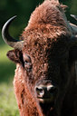 BUITEN BEELD Foto: 36936