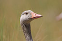 BUITEN BEELD Foto: 36962