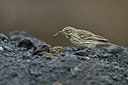 BUITEN BEELD Foto: 369092