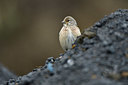 BUITEN BEELD Foto: 369097